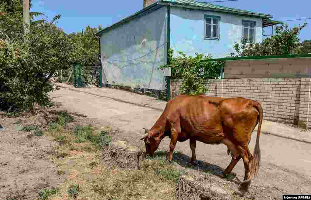 Из-за июньской жары от зеленого покрова мало что осталось