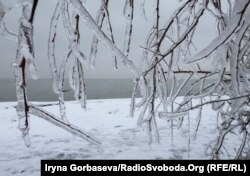 Деревья на побережье покрыты толстым слоем льда