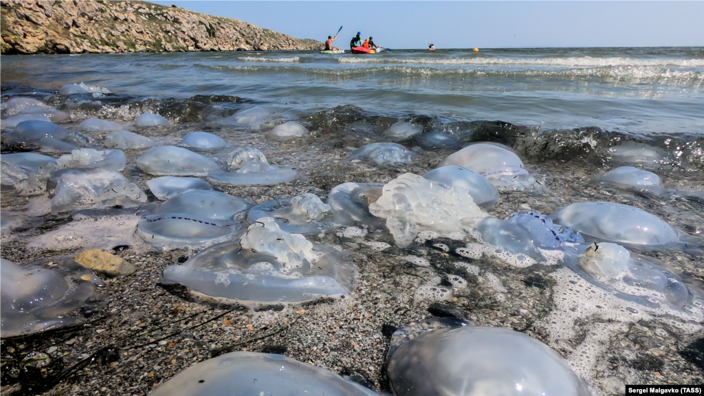 &laquo;Уровень солености в Азовском море определяется основными факторами &ndash; балансом стока рек и количеством черноморской воды, поступающей в море. За последние годы, засушливые, сток основных рек Кубани и Дона относительно снизился, соответственно, повысился и уровень солености&raquo;,&ndash; сказал руководитель отдела морской санитарной гидробиологии&nbsp;&laquo;Института биологии южных морей имени А.О. Ковалевского РАН&raquo; Сергей Алемов в комментарии изданию Reuters