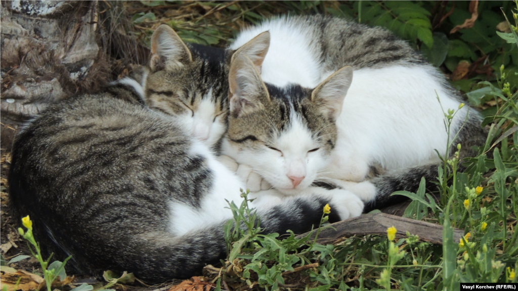 Коты отдыхают в тени на одной из гурзуфских улиц&nbsp;